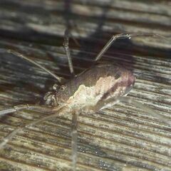 Mitopus