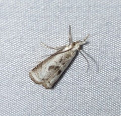 Microcrambus croesus