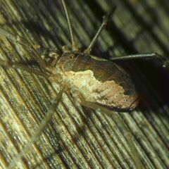 Mitopus