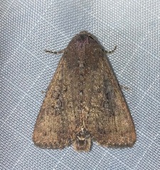 Condica sutor