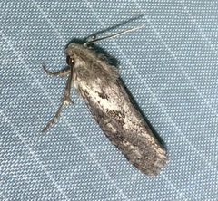 Acrolophus popeanella