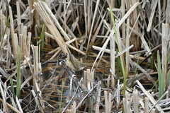 Acrocephalus australis