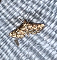 Hileithia magualis
