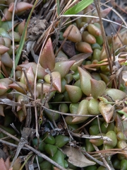 Anacampseros telephiastrum