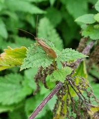 Anabolia