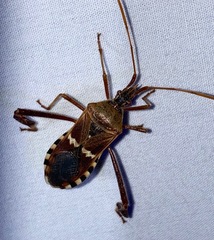 Leptoglossus clypealis