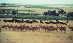 Connochaetes taurinus mearnsi