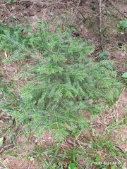 Abies sibirica