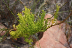 Notobubon ferulaceum