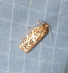 Choristoneura houstonana