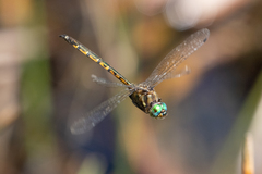 Hemicordulia australiae