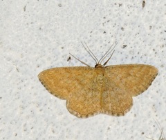 Scopula immorata