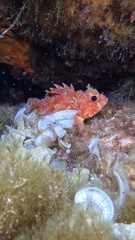 Scorpaena notata