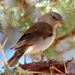 Arid Southern Grey Sparrow - Photo (c) Gigi Laidler, some rights reserved (CC BY-NC), uploaded by Gigi Laidler