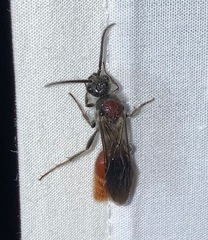 Sphaeropthalma imperialis