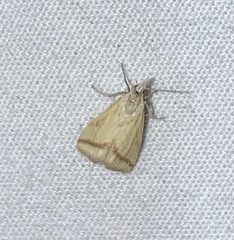 Microtheoris vibicalis