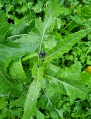 Sonchus arvensis