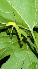 Hierodula patellifera
