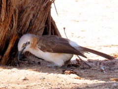 Turdoides gymnogenys