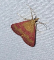 Pyrausta laticlavia