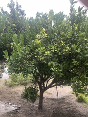 Citrus