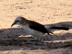 Turdoides gymnogenys