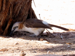 Turdoides gymnogenys