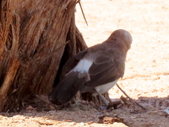 Turdoides gymnogenys