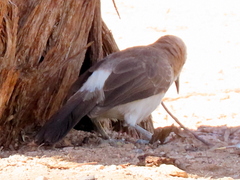 Turdoides gymnogenys