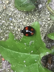 Harmonia axyridis