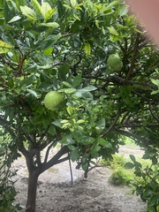 Citrus