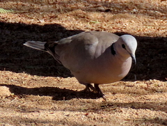 Streptopelia capicola damarensis