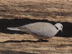 Streptopelia capicola damarensis