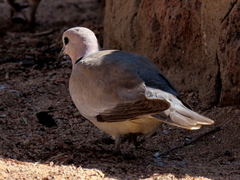 Streptopelia capicola damarensis