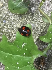 Harmonia axyridis