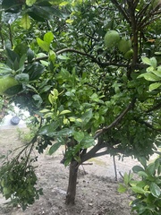 Citrus