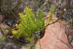 Notobubon ferulaceum