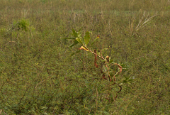 Persicaria senegalensis f. senegalensis image