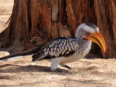 Tockus leucomelas leucomelas
