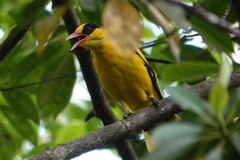 Oriolus chinensis