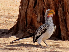 Tockus leucomelas leucomelas
