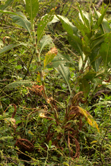 Persicaria senegalensis f. senegalensis image