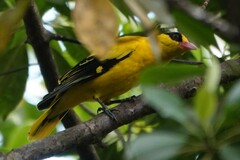 Oriolus chinensis