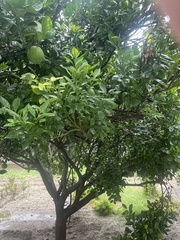 Citrus