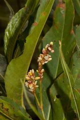 Persicaria senegalensis f. senegalensis image