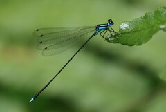 Coeliccia membranipes