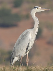 Ardea cinerea cinerea