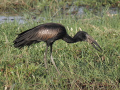 Anastomus lamelligerus