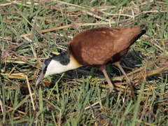 Actophilornis africanus