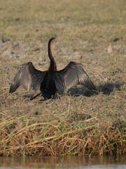 Anhinga rufa